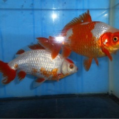 隼人和金 18・17センチオス・メス2才　　　の画像