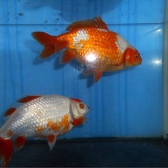 隼人和金 18・17センチオス・メス2才　　　の画像