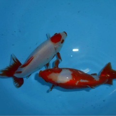 隼人和金 18・17センチオス・メス2才　　　の画像