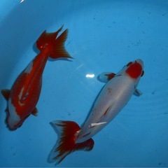 隼人和金 18・17センチオス・メス2才　　　の画像