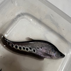 アルビノコロソマの画像