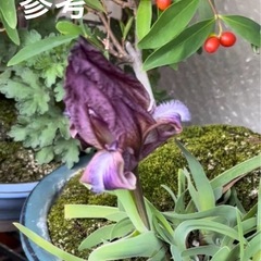 植物 ケイビアヤメ 鉢ごとの画像