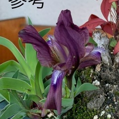 植物 ケイビアヤメ 鉢ごとの画像