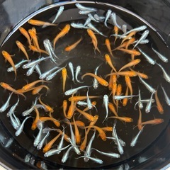 楊貴妃、ミユキスーパー光等ミックスの画像