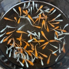 楊貴妃、ミユキスーパー光等ミックスの画像