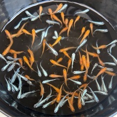 楊貴妃、ミユキスーパー光等ミックスの画像