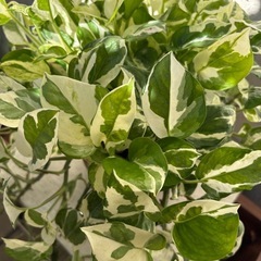植物  ポトス 陶器鉢ごとの画像