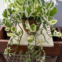 植物  ポトス 陶器鉢ごとの画像