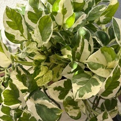 植物  ポトス 陶器鉢ごとの画像