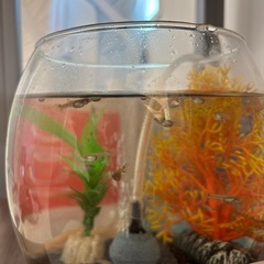 グッピーの稚魚の画像