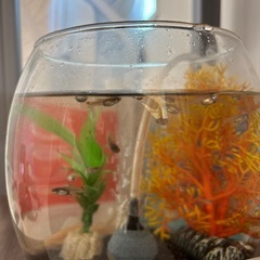 グッピーの稚魚の画像