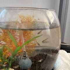 グッピーの稚魚の画像
