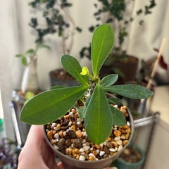 ユーフォルビア ミリー【実生 ／ 原種系ハナキリン】の画像