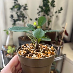 ユーフォルビア ミリー【実生 ／ 原種系ハナキリン】の画像