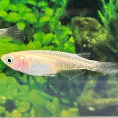 【メダカ】ピュアホワイト　2ペア＋1の画像