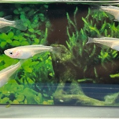 【メダカ】ピュアホワイト　2ペア＋1の画像