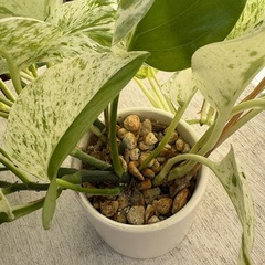 植物 ポトス 白い陶磁器鉢ごとの画像