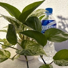 植物 ポトス 白い陶磁器鉢ごとの画像