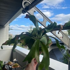 【BIG】子株付きビカクシダ コウモリラン ニッキー 子株 観葉植物の画像