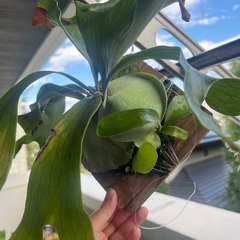 【BIG】子株付きビカクシダ コウモリラン ニッキー 子株 観葉植物の画像