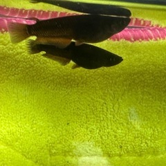 メダカ 北辻レッドフィン 1ペア＋メスの画像