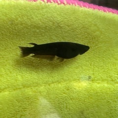 メダカ 北辻レッドフィン 1ペア＋メスの画像