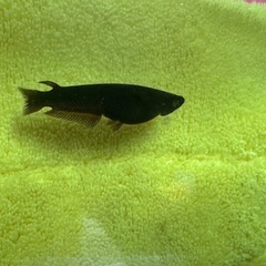 メダカ 北辻レッドフィン 1ペア＋メスの画像