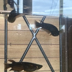 メダカ 北辻レッドフィン 1ペア＋メスの画像