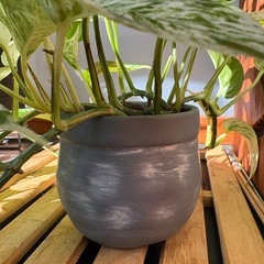 植物 ポトス グレー陶磁器鉢ごと　① の画像
