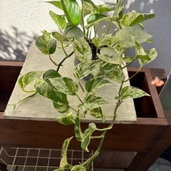 植物 ポトス グレー陶磁器鉢ごと　① の画像