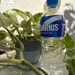 植物 ポトス グレー陶磁器鉢ごと ②
の画像
