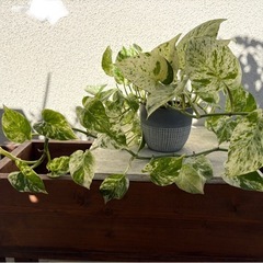 植物 ポトス グレー陶磁器鉢ごと ②
の画像
