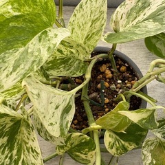植物 ポトス グレー陶磁器鉢ごと ②
の画像