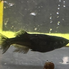 メダカ ブラックオニキス 1ペア＋メスの画像