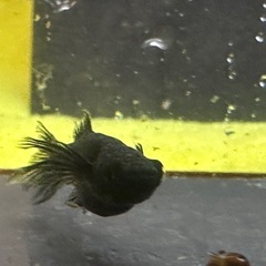 メダカ ブラックオニキス 1ペア＋メスの画像