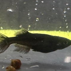 メダカ ブラックオニキス 1ペア＋メスの画像