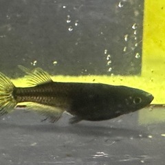 メダカ ブラックオニキス 1ペア＋メスの画像