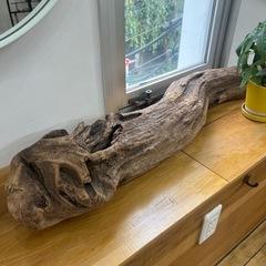 巨大流木の画像
