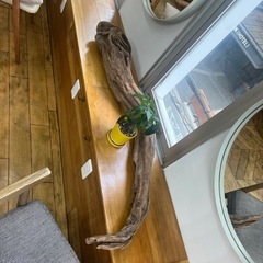 巨大流木の画像