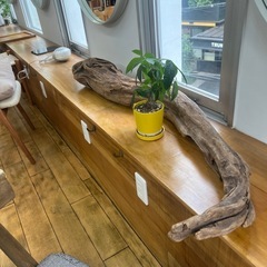 巨大流木の画像