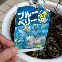 （決まりました）大実ブルーベリーの木の画像