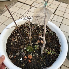 （決まりました）大実ブルーベリーの木の画像