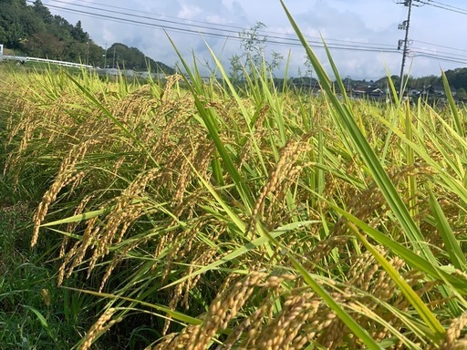 減農薬で栽培！ 令和7年度産コシヒカリ玄米30キロ①