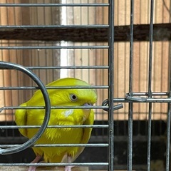セキセイインコ里親募集