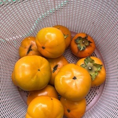 かたい柿の画像