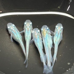 【メダカ】しずく　2ペア＋1匹の画像