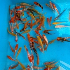 錦鯉　単色　格安の画像