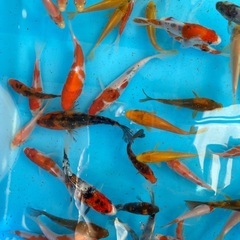 錦鯉　単色　格安の画像