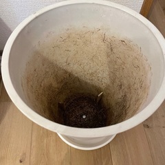 観葉植物 鉢 はちの画像