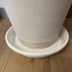 観葉植物 鉢 はちの画像